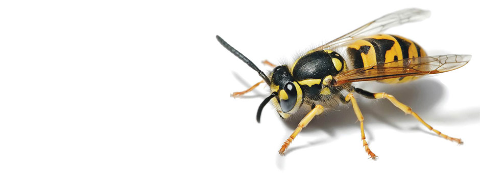 Imagen Control de Plagas