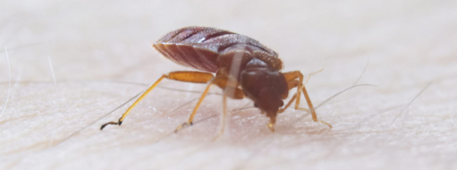 Imagen Control de Plagas