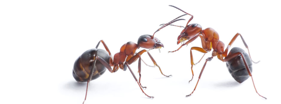 Imagen Control de Plagas