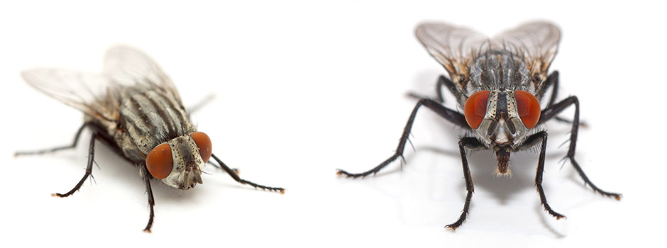 Imagen Control de Plagas