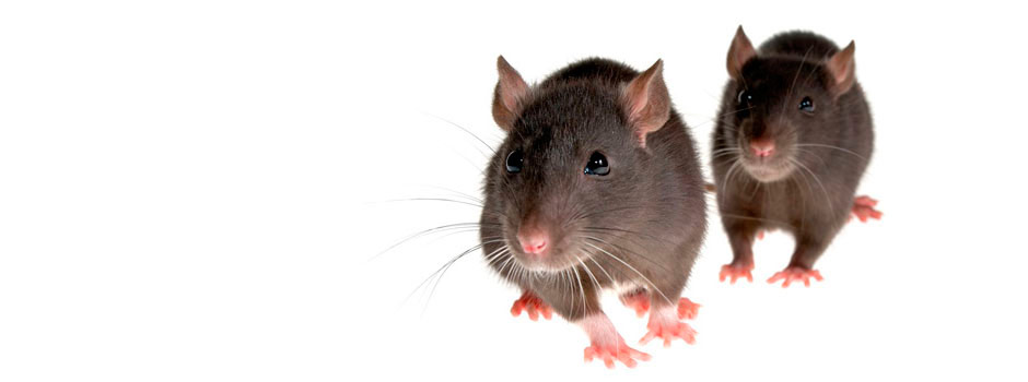 Imagen Control de Plagas